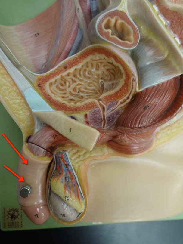 <p>Name the structure</p>