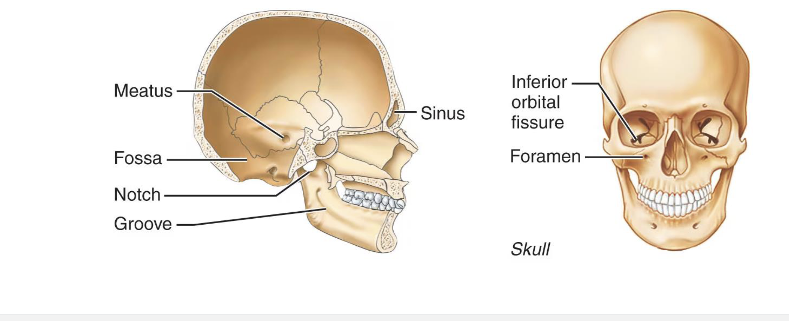 <ol><li><p>For passage of vessels and nerves</p><ul><li><p>Fissure, foramen, notch, and groove</p></li></ul></li><li><p>Other depressions and openings</p><ul><li><p>Meatus, sinus, fossa </p></li></ul></li></ol><p></p>