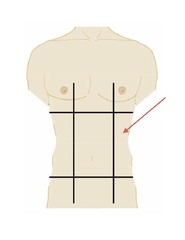 <p>right and left middle regions near the waist</p>