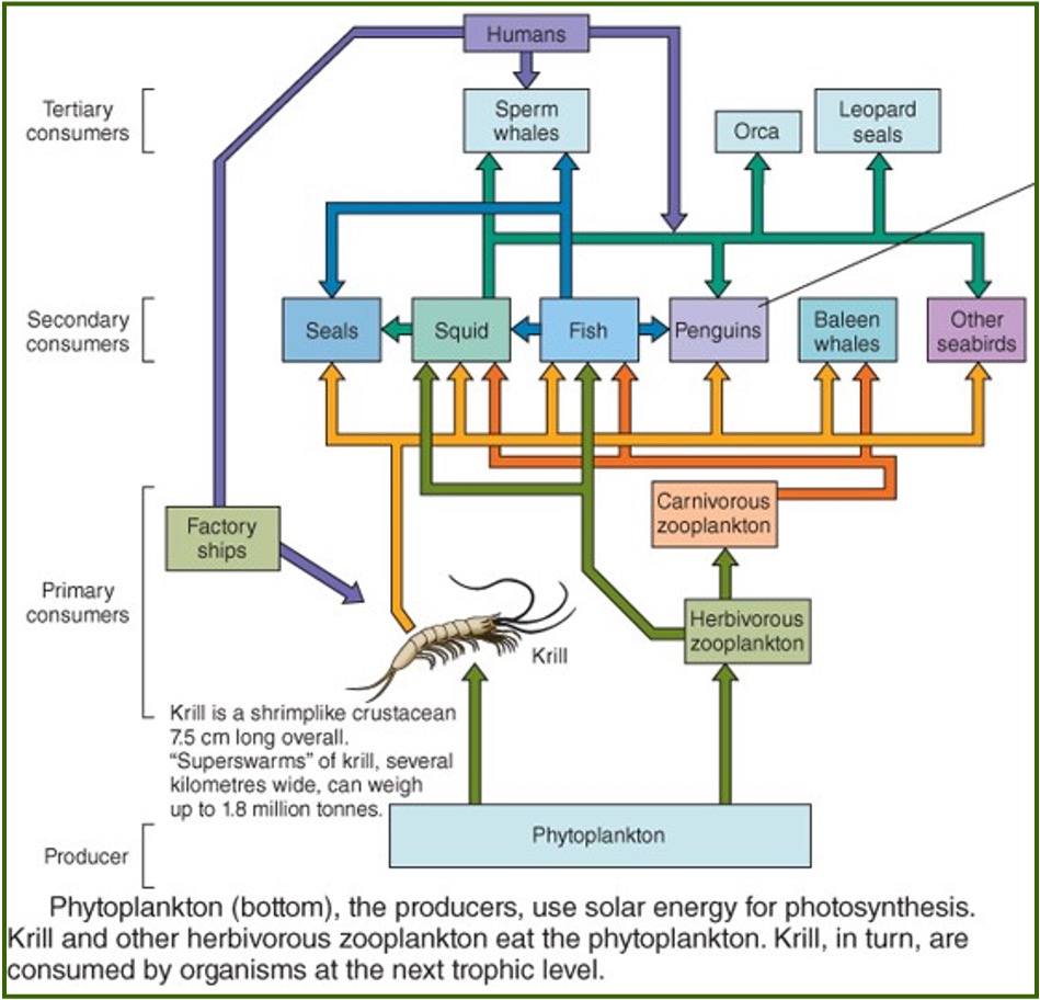 <p>Food chain - a one-directional flow of energy where the flow extends from producers to consumers to decomposers. </p><p>Food web - a complex network of interconnected food chains. </p>