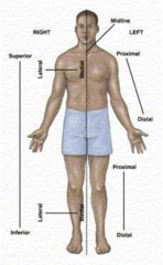 <p>Stand erect with arms at side, palm facing forward, feet slightly apart, toes forward</p>