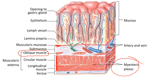<p>In addition to circular and longitudinal muscle, it has diagonal muscle (oblique muscle) because the stomach is a bag rather than a tube and must contract in more dimensions.<br>Epithelial lined gastric glands - exocrine secretion, secreting out to a surface. Rugae are typical of bag-like organs that need to expand.</p>