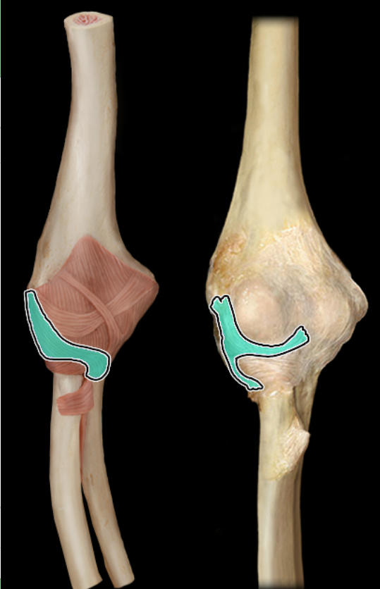 <p>anterior</p>