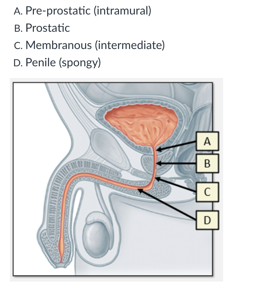 <ol><li><p><span>Pre-prostatic (intramural)</span></p></li><li><p><span>Prostatic</span></p></li><li><p><span>Membranous (intermediate)</span></p></li><li><p><span>Penile (spongy)</span></p></li></ol><p></p>