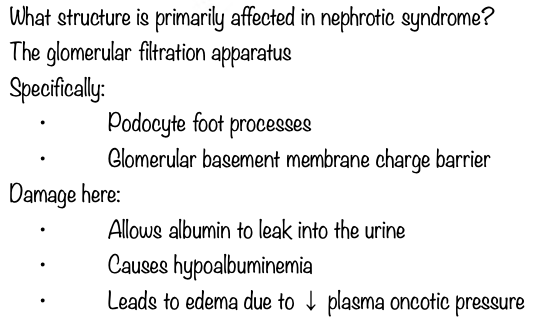<p>A - The glomerular filtration apparatus.</p>