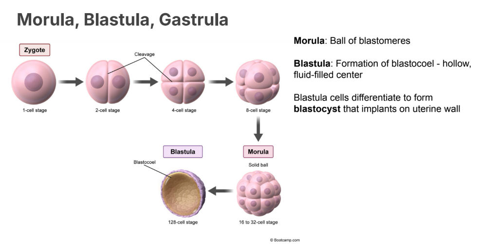 <p>Cell mass that has a hole. </p><p>Formation of <strong>blastocoel, </strong>a hollow <strong>fluid filled center</strong></p><p></p><p></p>