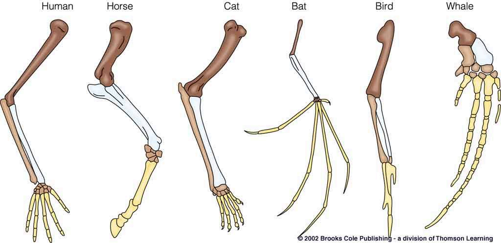 <p>The similarities of the bones in the diagram provide evidence that…</p>