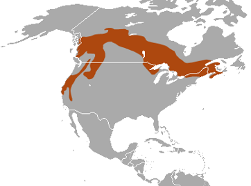 <p>Fisher</p><p>snowshoe hares and porcupines</p><p>mature coniferous forest w/ closed canopy</p>