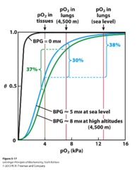 <p>At higher altitudes, air pressure decreases, and so does the lung pressure (so not enough O2 gets released) </p><p>- Exposure to high altitudes stimulates increased production of 2,3-BPG, an adaptive response that helps improve oxygen release from hemoglobin and enhances the delivery of oxygen to tissues in environments where oxygen availability is reduced</p>