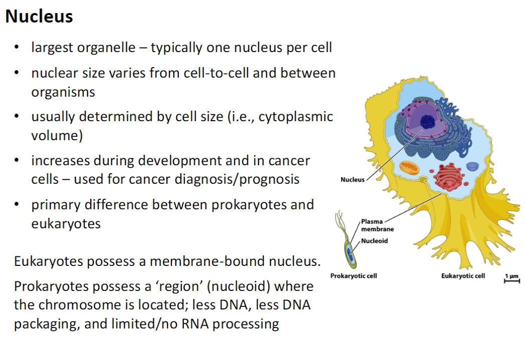 <p><strong>Size &amp; Number</strong><br> Largest organelle, usually <strong>one nucleus per cell</strong><br> <strong>Size varies</strong> between cells and organisms<br> Generally correlates with <strong>cell (cytoplasmic) volume</strong><br> <strong>Increases during development and in cancer cells</strong> – useful for <strong>diagnosis and prognosis</strong></p><p><strong>Prokaryotes vs Eukaryotes</strong><br> <strong>Eukaryotes</strong>: have a <strong>membrane-bound nucleus</strong><br> <strong>Prokaryotes</strong>: have a <strong>nucleoid</strong> – less DNA, minimal DNA packaging, limited/no RNA processing</p><p><strong>Key Point</strong><br> The <strong>nucleus</strong> stores <strong>genetic material</strong> and distinguishes <strong>eukaryotic from prokaryotic cells</strong></p>