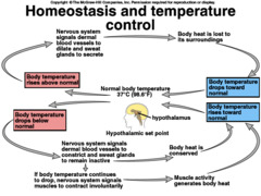 <p>This means to maintain an internal balance. An example would be how our bodies maintain a stable temperature by sweating when you are hot or shivering when you are cold.</p>