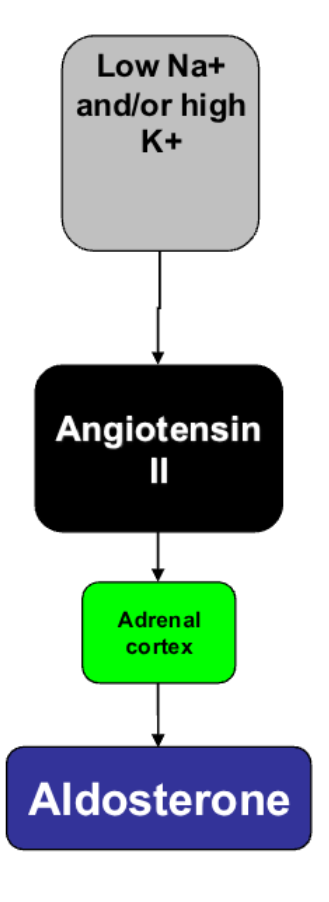 <p><span>Cortisol (hydrocortisone)<br>• major glucocorticoid in humans<br>• secretion regulated (diurnal rhythm)<br>– plays role in stress<br>– increase blood glucose<br>– increase blood fatty acids<br>– control water and electrolyte balance<br>– anti-inflammatory/immunosuppressive<br>Feedback:<br>• negative feedback on hypothalamus (CRH) &<br>anterior pituitary (ACTH)</span></p>