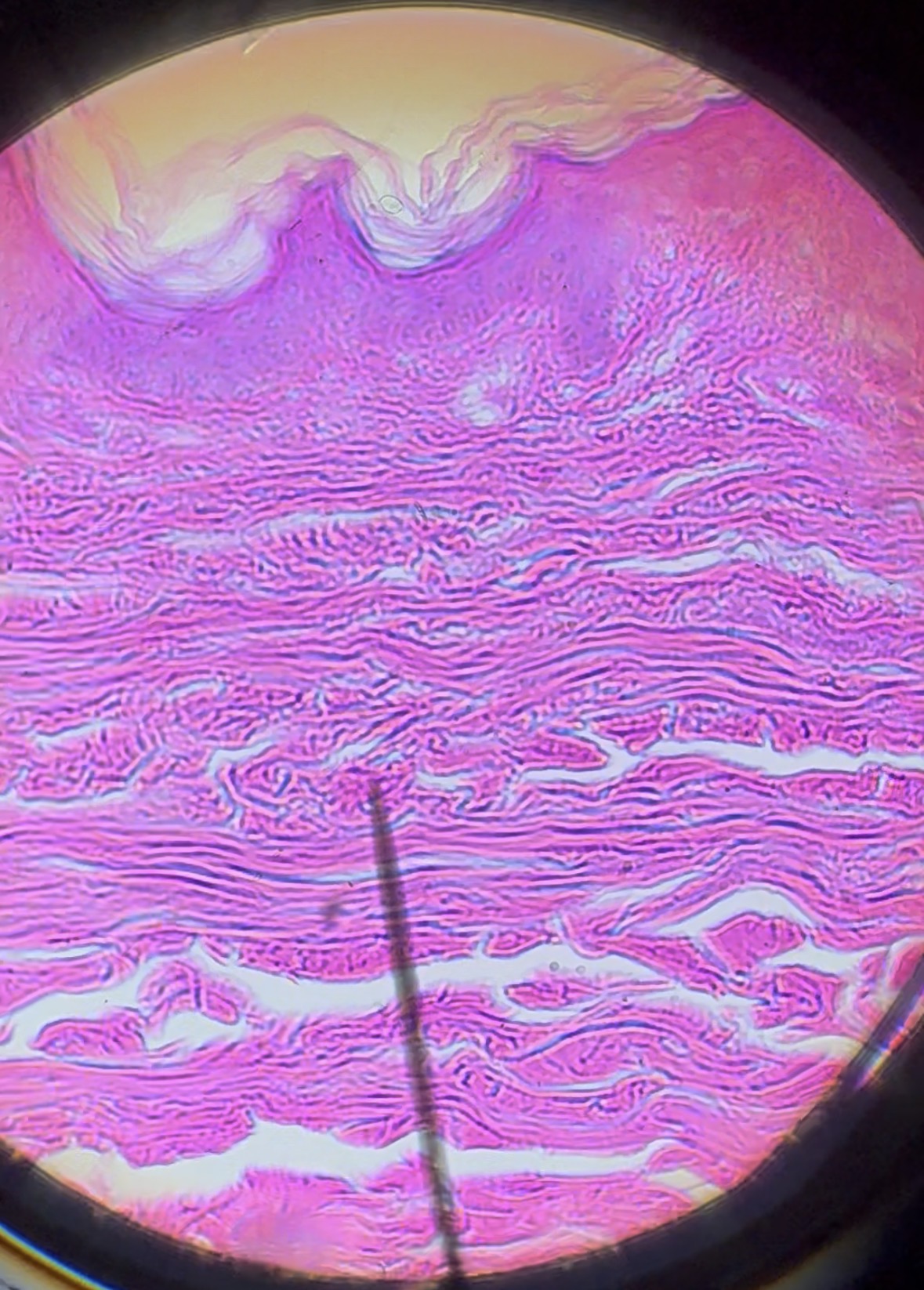 <p>Identify the tissue</p>