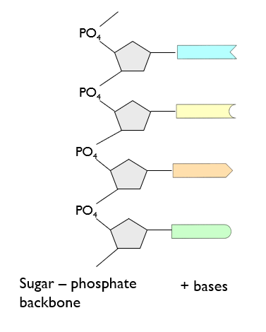 <p>Poly nucleotide - chain of nucleotides joined together , a long polynucleotide is nucleic acid</p>