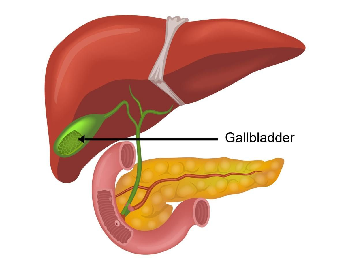 <p>stores bile produced by the liver</p>