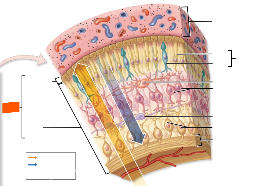 knowt flashcard image
