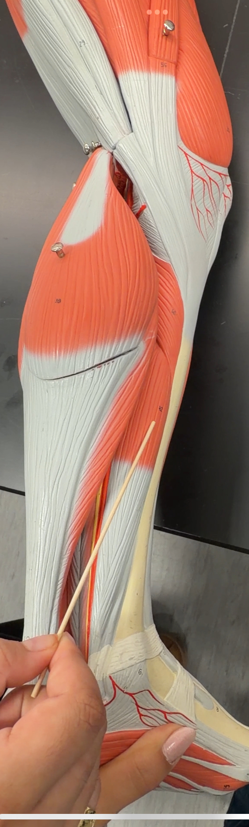 <p>name the muscle and its function</p>