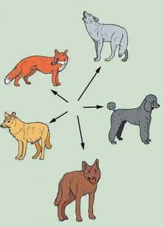 <p>Evolution occurring at a small scale over a short time period. This kind of evolution takes place within a species or population and is observable through experimental evidence. It’s caused by mutations, selection, gene flow, and genetic drift.</p>