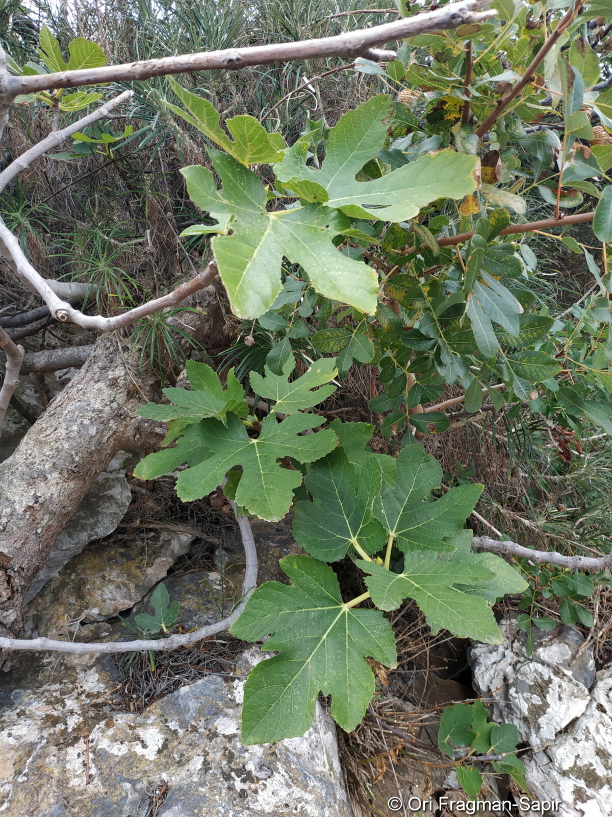 term image