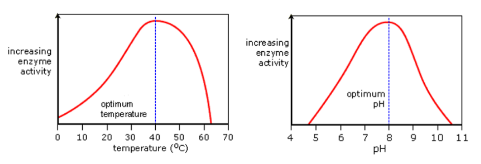 <p>how would you investigate the effect of temperature/ pH on the activity of amylase?</p>