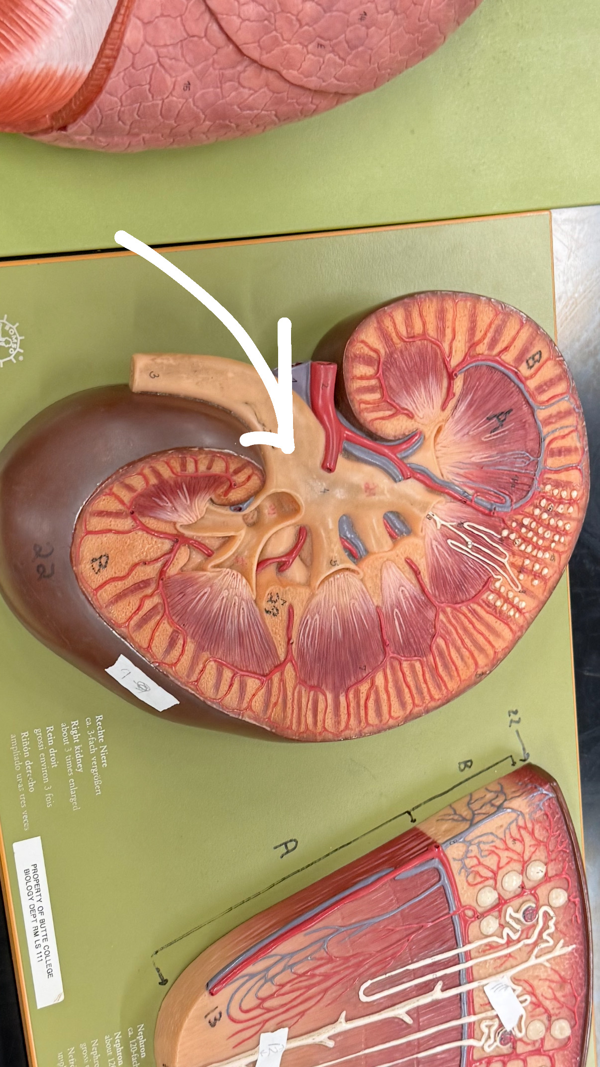 <p>start of ureter, where it is thick, connected to the kidney.</p>