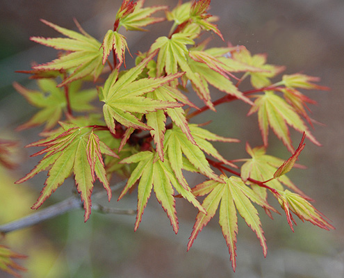 <p>smooth gray, bright coral-red, or rough bark. opposite, palmately lobed, 5-7 lobes, lobes are deeply incised with irregular serrated leaf margins. small and inconspicuous reddish purple flowers. Features divergent winged seeds at 90 degrees. </p>