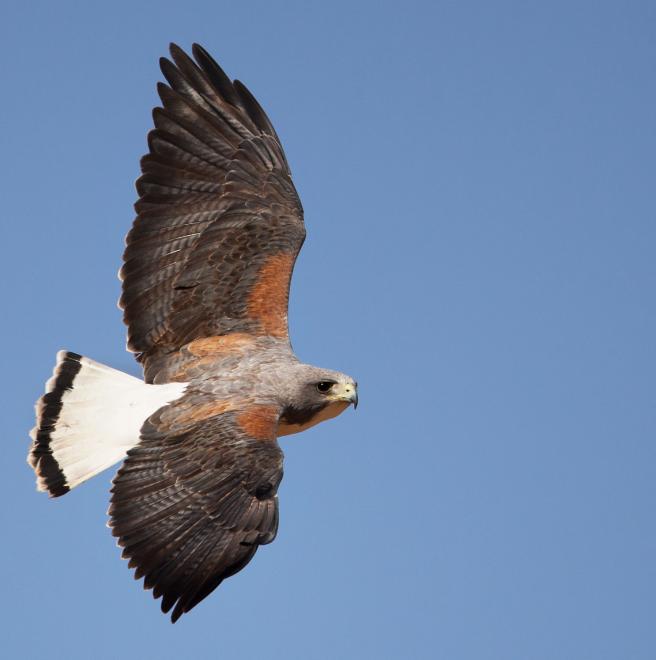 <p>What bird is this?</p>