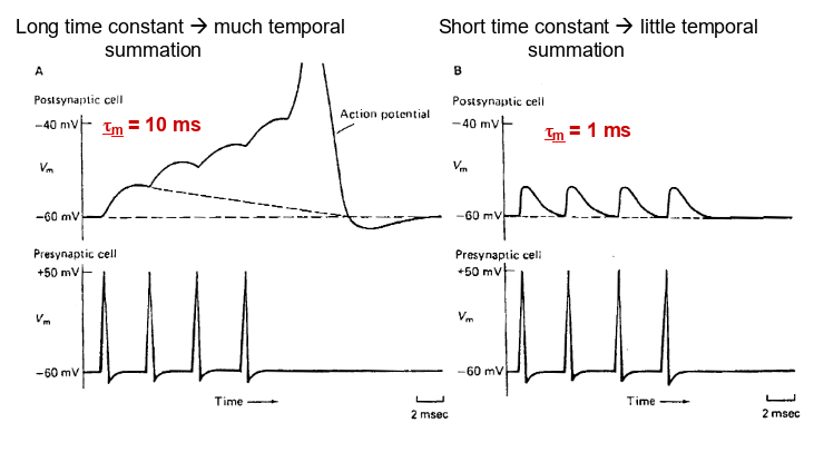 <p>temporal summation- longer time constant (remember time constant is equal to resistance x capacitance of mb)</p>