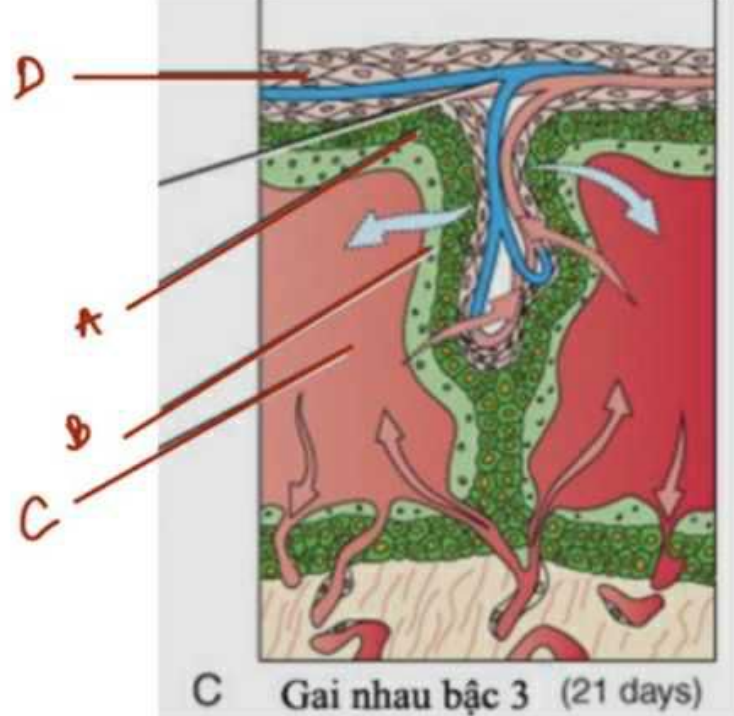 <p>Quan sát hình dưới đây, cấu trúc nào góp phần tạo nên mạch máu của gai nhau bậc 3 ?</p><p>A. Chi tiết A</p><p>B. Chi tiết B</p><p>C. Chi tiết C</p><p>D. Chi tiết D</p>