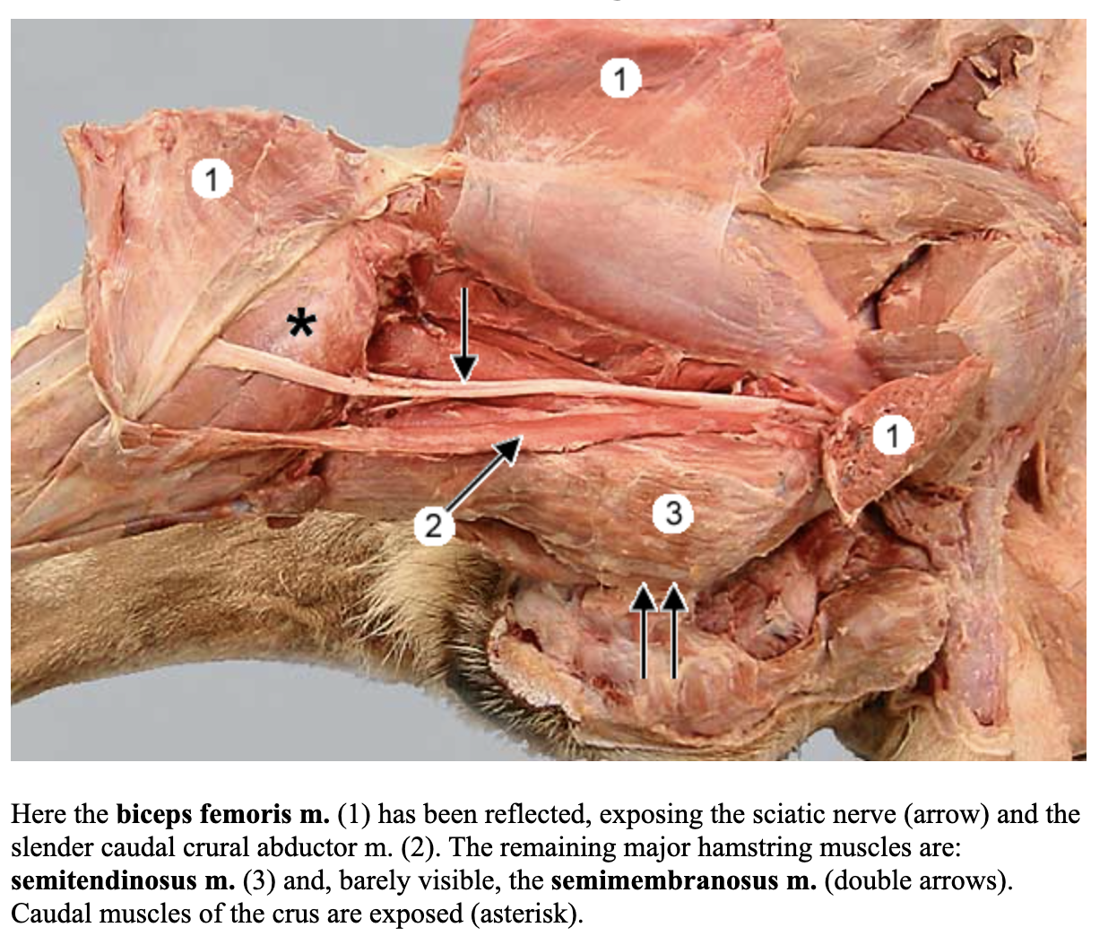 <p>attachments: ischaitic tuberosity; medial condyle of femur and tibia </p><p>action: extend the hip &amp; stifle (can also flex stifle) </p><p>blood: deep femoral a. </p><p>nerve: sciatic n. </p>