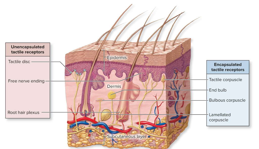 <ul><li><p>The most numerous type of sensory receptor</p></li><li><p>They are mechanoreceptors that react to touch, pressure, and vibration</p></li><li><p>Located in the dermis and subcutaneous layer </p></li></ul><p></p>