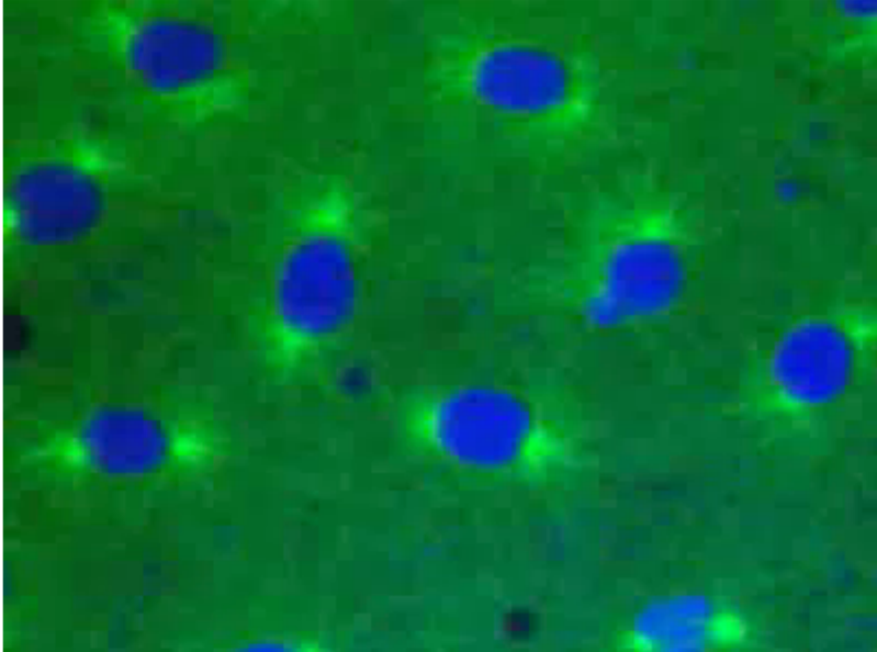 <p>Fly embryos</p><p></p>