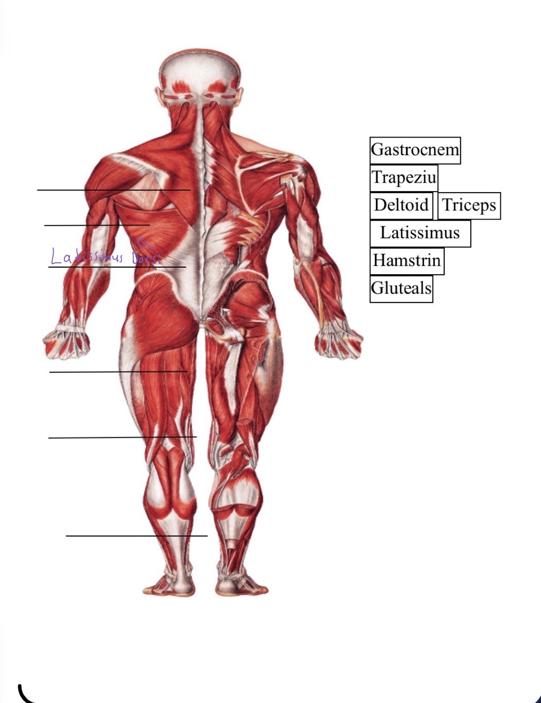 knowt flashcard image