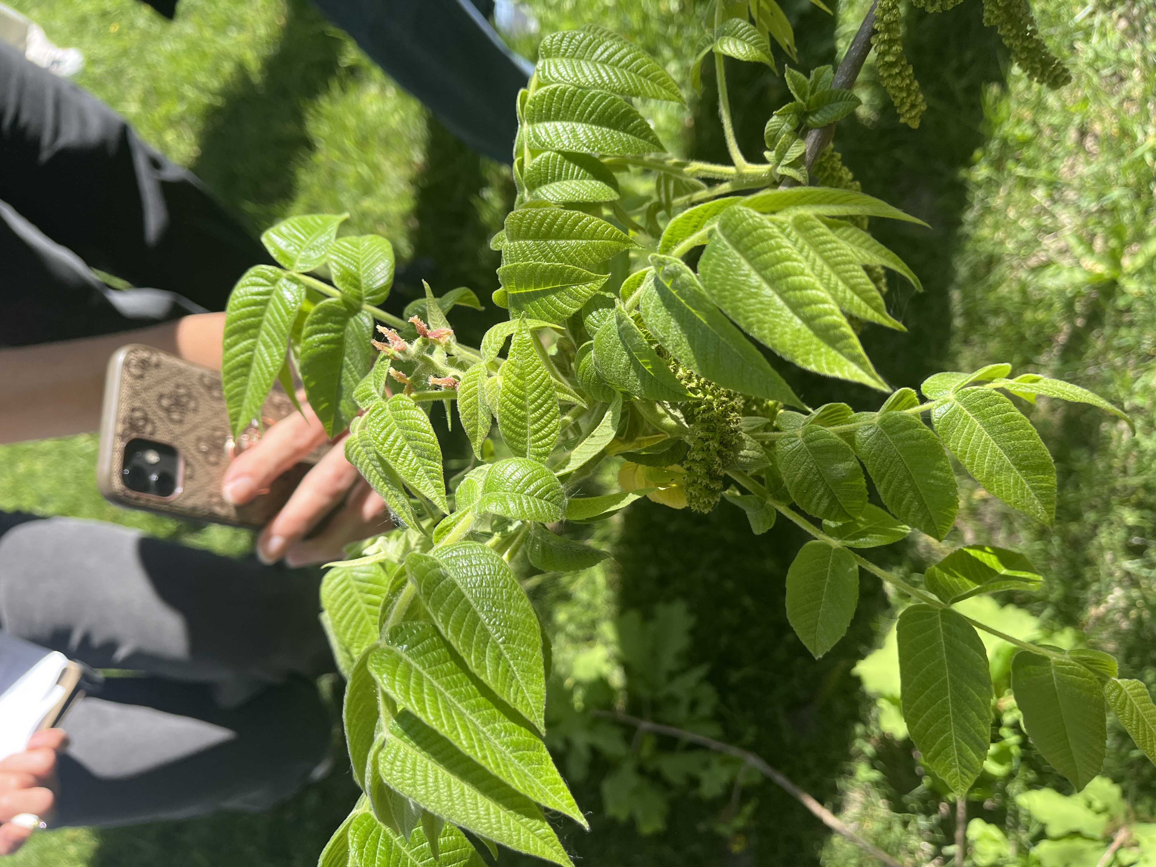 <p>Juglans cinerea </p>