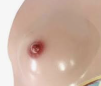 <p>Breast. *mama</p>