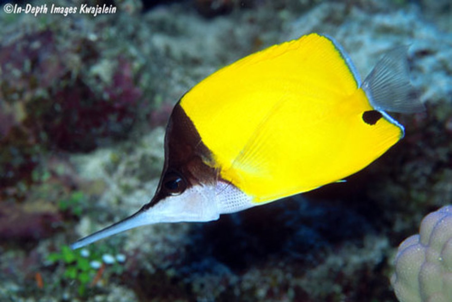 <p>Forcipiger longirostris</p>