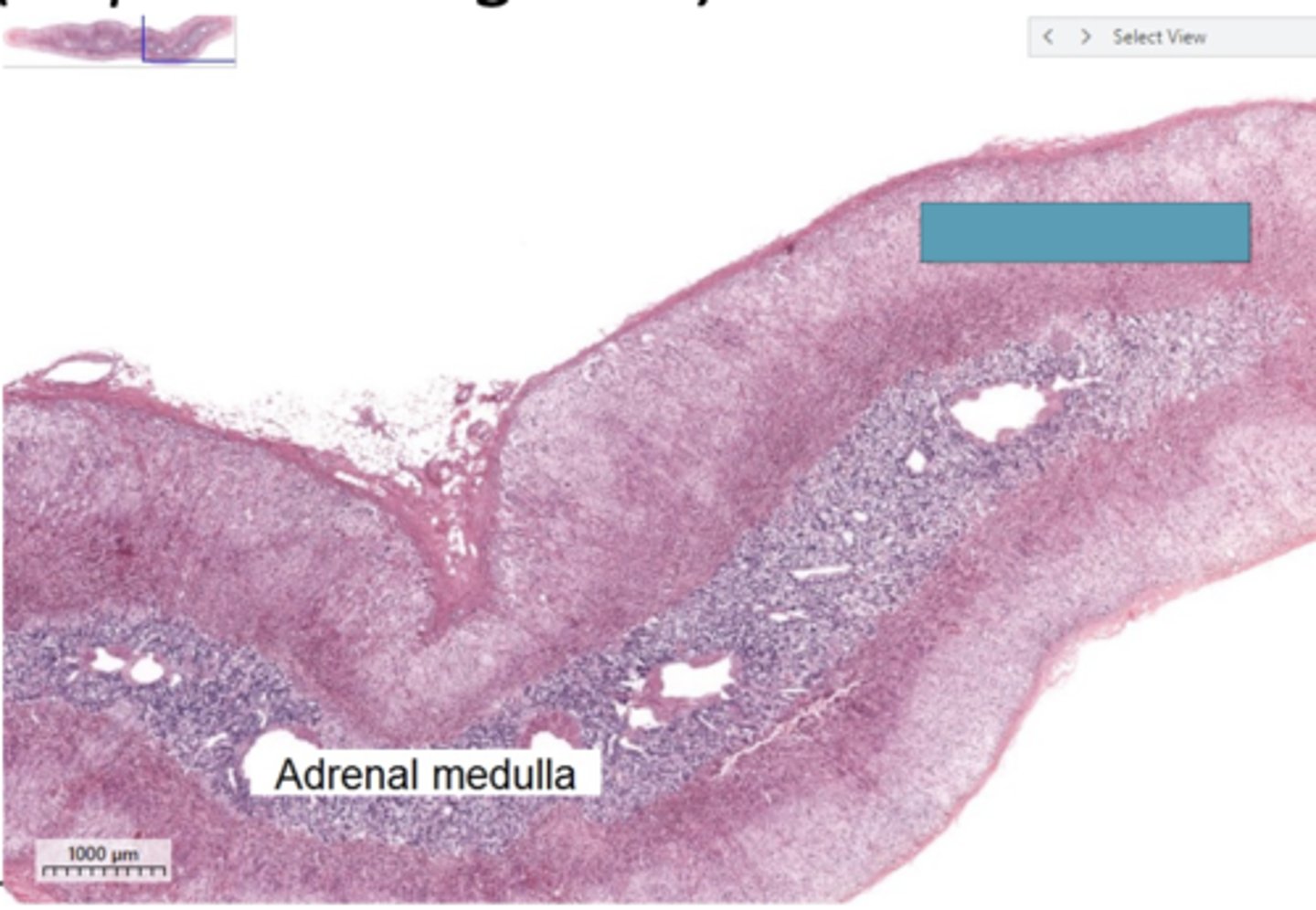<p>Identify the region of the organ</p>