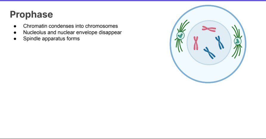 <p>● Chromatin condenses into chromosomes</p><p>● Nucleolus and nuclear envelope disappear</p><p>● Spindle apparatus forms</p>
