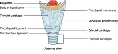 <p>It covers the glottis during swallowing to prevent food from entering the larynx.</p>