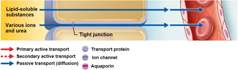 <p>lipid soluble, explaining why urine tests will be positive long after last ingestion</p>