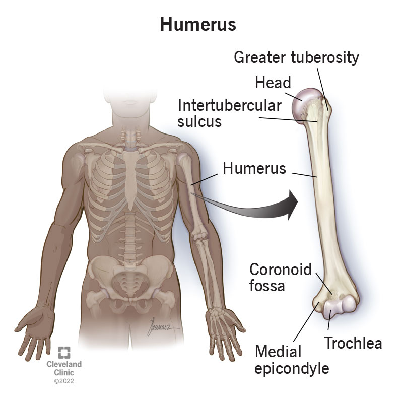 <p>The long bone of the upper arm. ๐ VISUAL LOCATION: ๐ช The top half of the arm, from the shoulder down to the elbow.</p><img src="https://upload.wikimedia.org/wikipedia/commons/thumb/2/27/Humerus.png/500px-Humerus.png" data-width="50%" data-align="center" alt="Humerus Location" style="display: block; width: 50%; margin-left: auto; margin-right: auto;"><p></p>