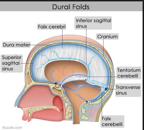 <ol start="2"><li><p><span style="background-color: transparent;"> falx cerebri</span></p></li></ol><p></p>