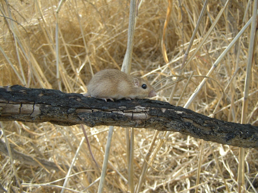 <p>Nocturnal and found in arid environments.</p><p><strong>Coarse to spiny pelage, particularly on the rump, often producing a grizzled appearance. Hind limbs enlarged but not to the extent seen in kangaroo rats. Tail approximately equal to body length, sometimes tufted distally.</strong></p><p><strong>External cheek pouches.</strong></p>