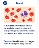 A fluid connective tissue whose extracellular matrix is plasma. It transports gases, nutrients, wastes, hormones, and other substances. Example: Blood transports oxygen from the lungs to body tissues.