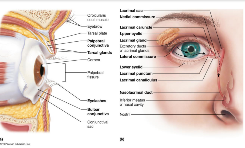 <ul><li><p>palpebrae → eyelids</p></li><li><p>medial and lateral commissures </p></li><li><p>lacrimal caruncle → fleshy elevation at medial commissure </p></li><li><p>lacrimal apparatus → produces and drains tears to lubricate eye</p></li></ul><p></p>