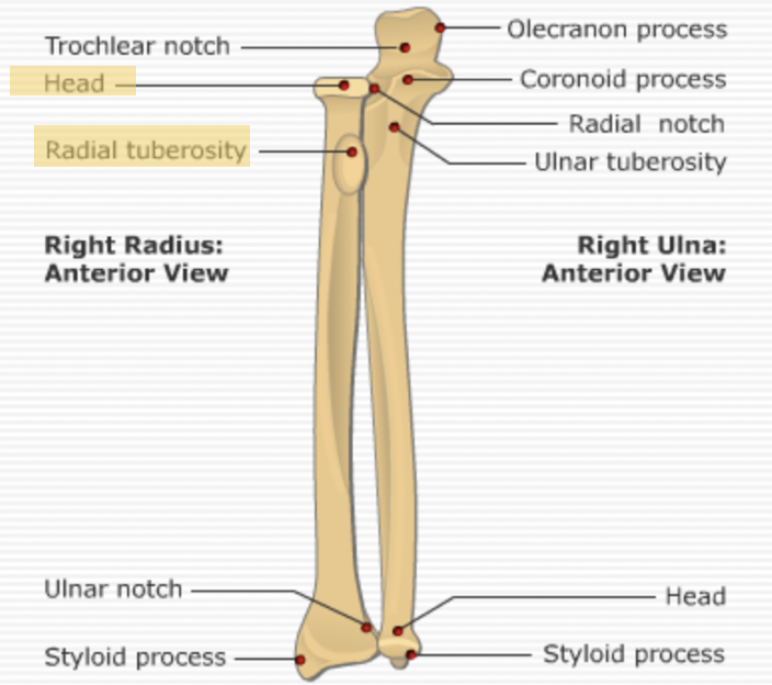 <ul><li><p><span>Head</span></p></li><li><p><span>Neck</span></p></li><li><p><span>Radial tuberosity</span></p></li></ul><p></p>
