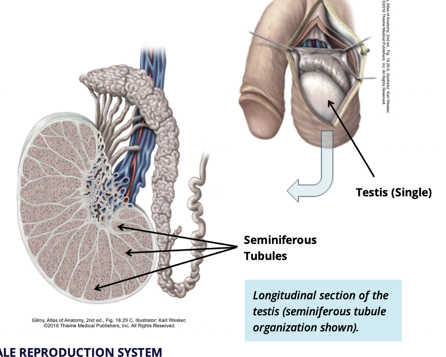 <p>tightly coiled seminiferous tubules </p><ul><li><p>each testis contain 600-1000 seminiferous in its lobules </p></li></ul><p></p>