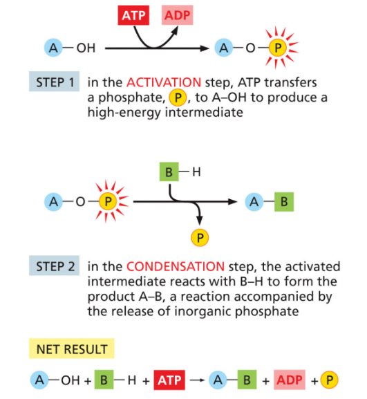 <p>Reaction coupling with ATP</p>