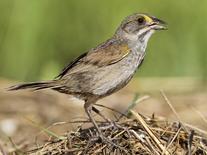 <p>seaside sparrow </p><p>dark slatey gray on back/wings <br>white throat<br>yellow lores</p>
