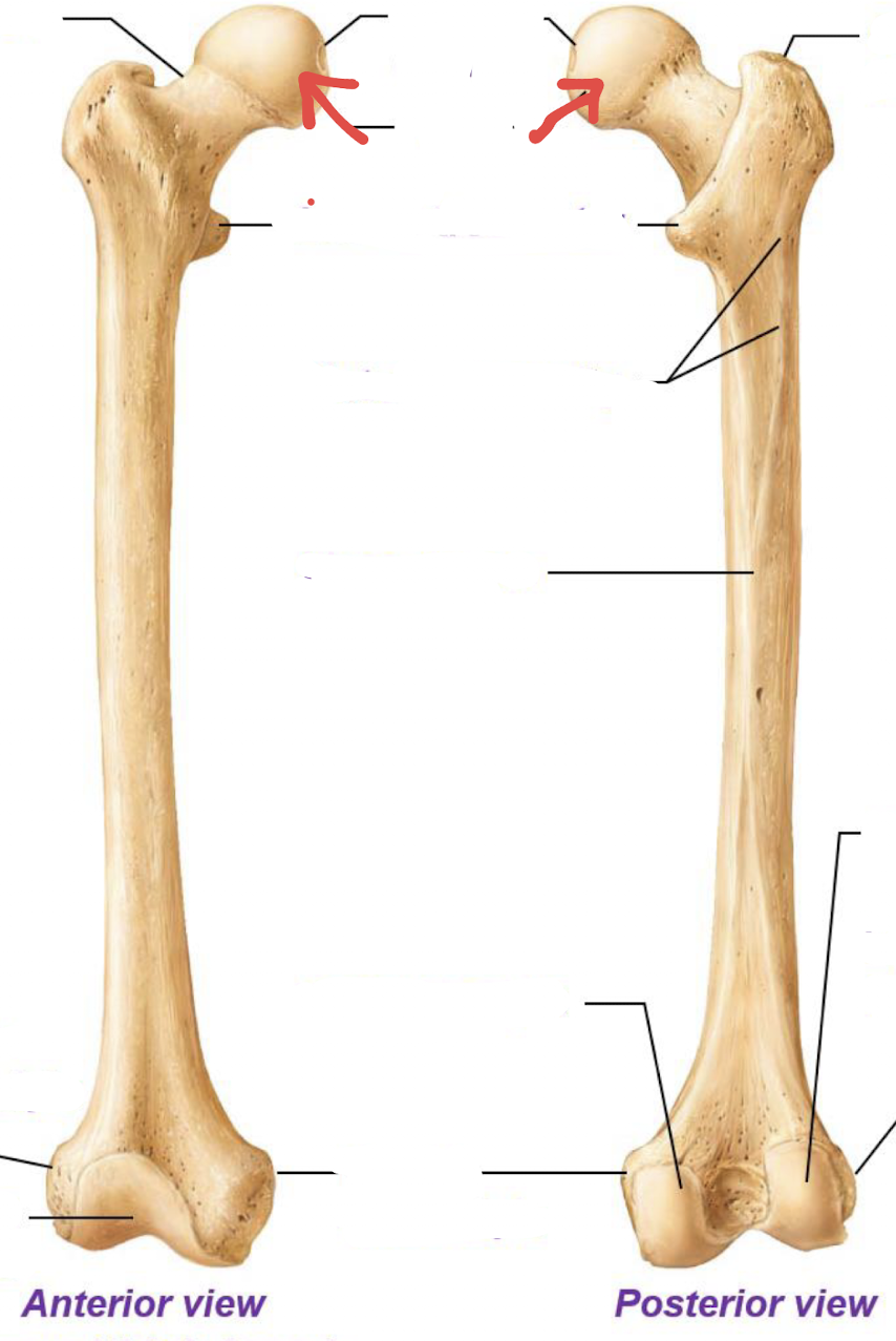 <p>what is this part of the femur?</p>